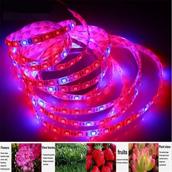 

DC 12V LED Grow light Full Spectrum 5M LED Strip light 5050 LED Phyto Plant Growth lamps For Greenhouse Hydroponic Plant Growing