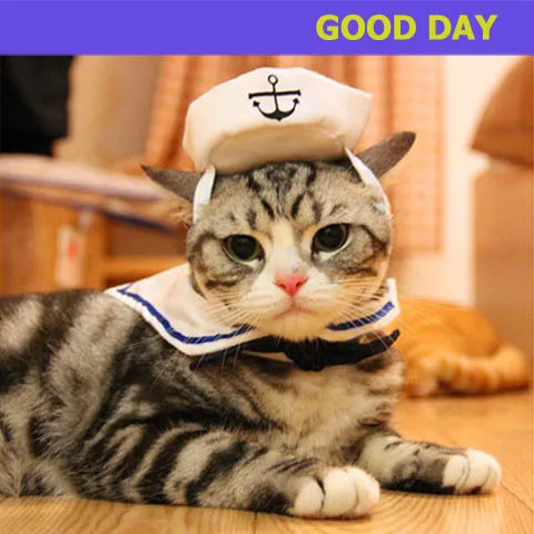 pet dog cat clothes