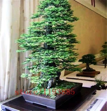 100pcs/bag Coast Redwood Seeds Sequoia sempervirens Bonsai tree ,tree seeds,Decoration plants for home garden