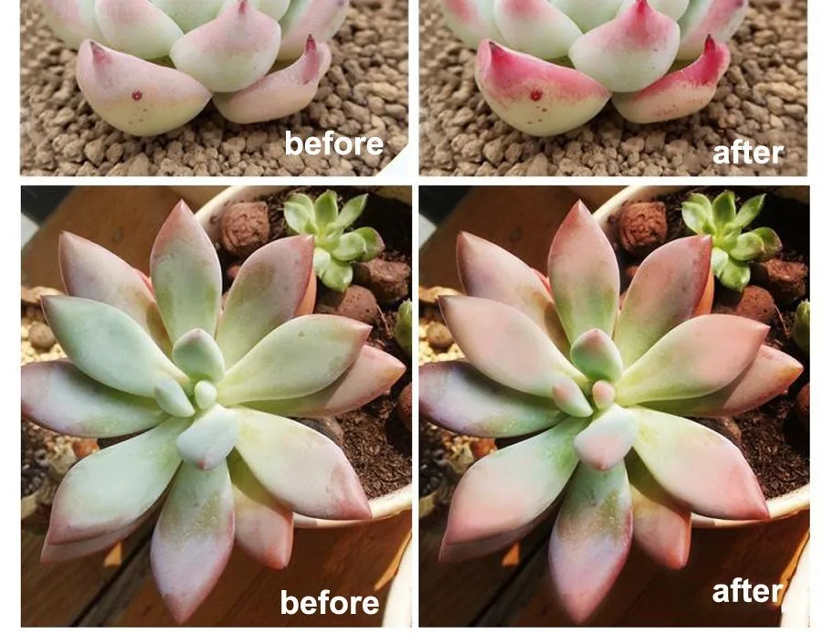 LED Plant Grow Lights  6