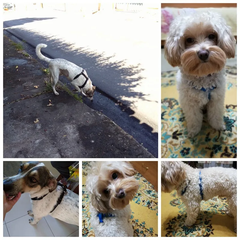 dog harness (24)