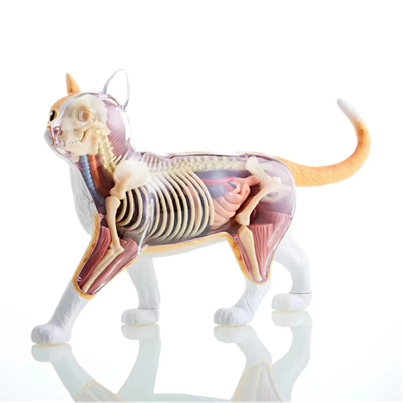 4D оранжевый желтый кот интеллект сборка игрушка животное орган анатомическая модель медицинская обучение DIY научно-популярная техника