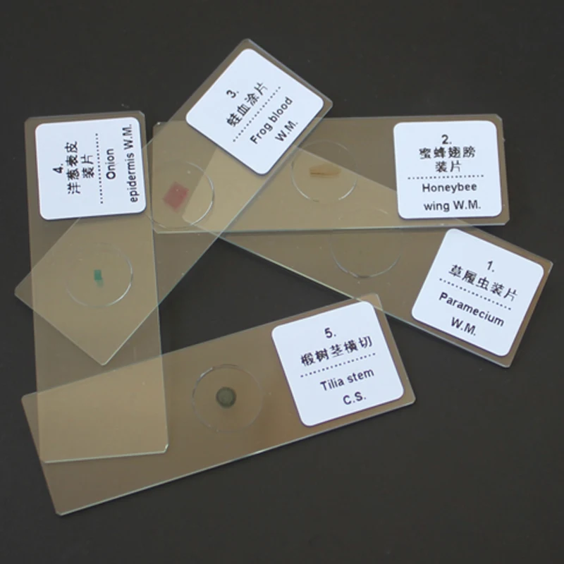 5 Piece Glass Microscope Prepared Slides for Pathology Chemistry