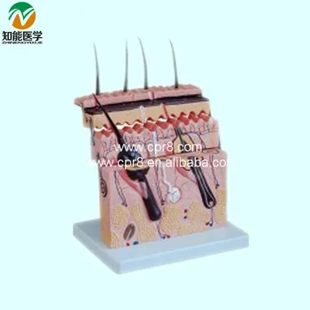 

Model Of The Human Skin(Skin Section Model) BIX-A1060 WBW421