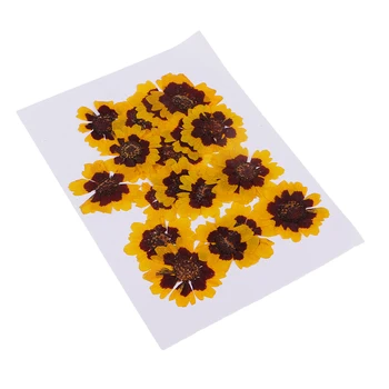 

20Pc Pressed Real Flowers Dried Flower Floral Craft Phone Case DIY Scrapbook