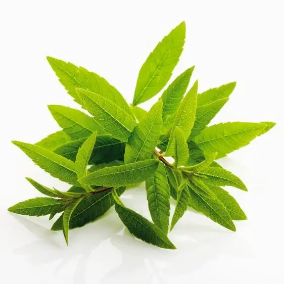Lemon لويزة زيت طبيعي AKARZ أعلى العلامة التجارية الوجه الجسم العناية بالبشرة سبا رسالة مصباح عطري الروائح lemon لويزة النفط Lemon لويزة زيت طبيعي AKARZ أعلى العلامة التجارية الوجه الجسم العناية بالبشرة سبا رسالة مصباح عطري الروائح lemon لويزة النفط