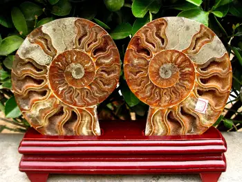 

437g a pair of half&cut Ammonites Jurassic Fossil Madagascar+stand 250g