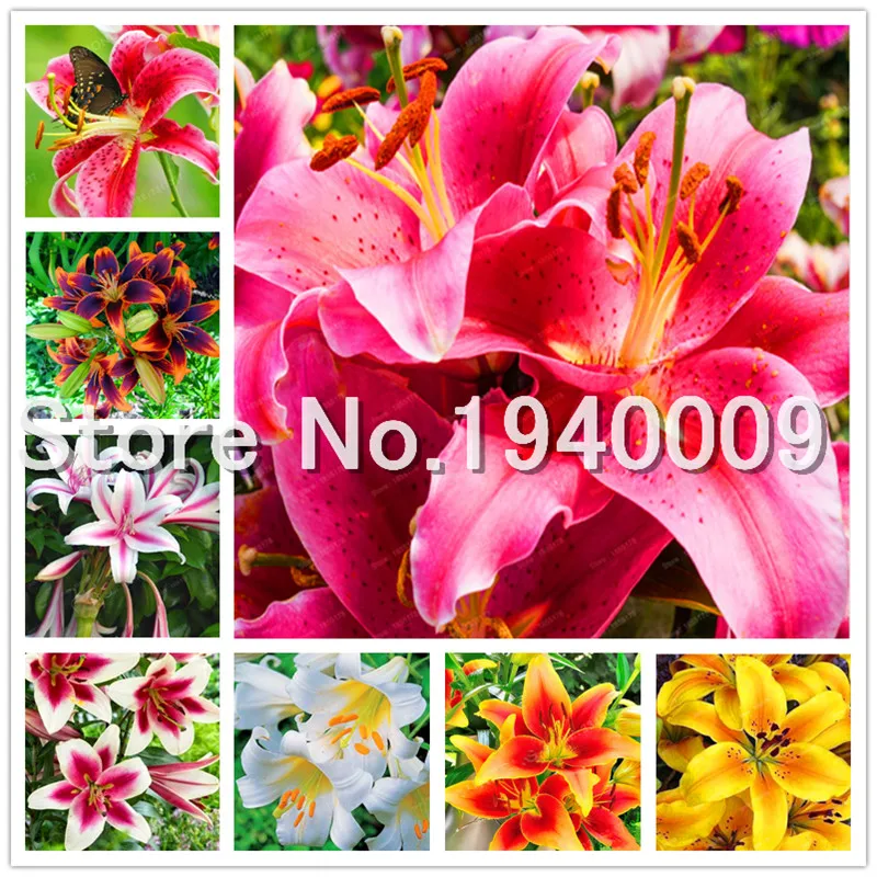 

New! 100 Pcs High Quality 100% true Mixed Lily Bonsai Flower Aquarium Plants, Perfume Lilies Bonsai Plant Flowers Four Seasons