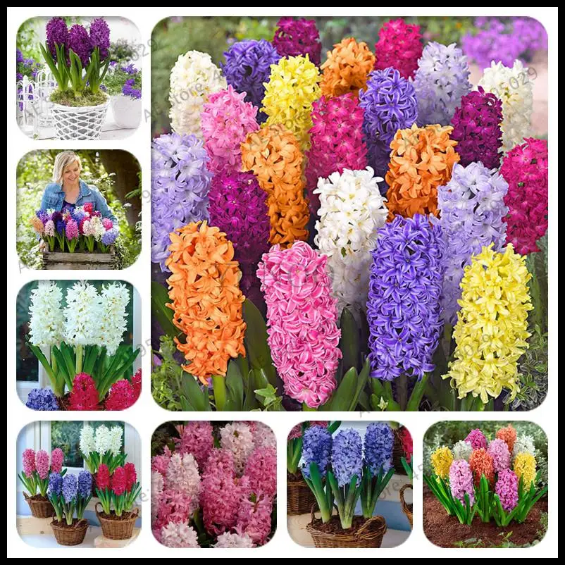 

200pcs / bag-beautiful Outdoor Hyacinthus(not bulbs) Orientalischeap Hyacinth potted Bonsai balcony flower home garden Planting