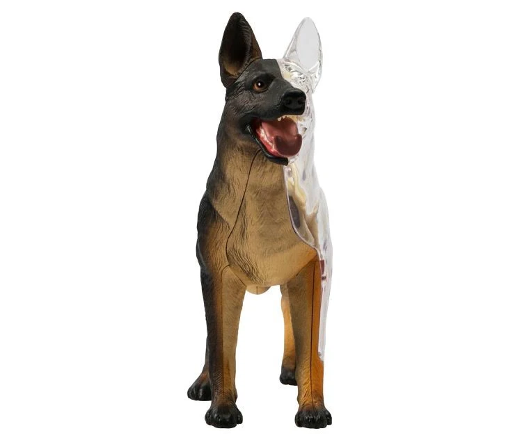 4D Vision Medical Dog Anatomy Model Skeleton Anatomical Model Fully