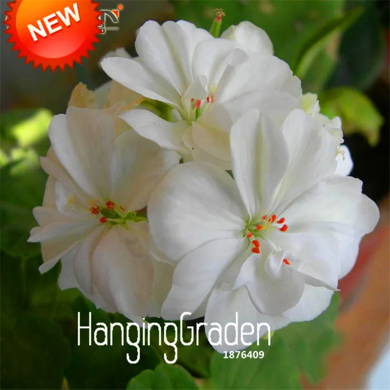 

Time-Limit!!50 Pieces/Lot White Geranium bonsai, Perennial Flower garden Pelargonium Flowers for Rooms,#QJ45SA