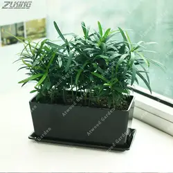 ZLKING Podocarpus вечнозеленые кустарники Комнатные Пейзаж САД дерево бонсай DIY завод Главная 20/мешок