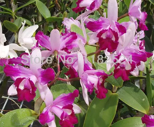 50 Stücke Schmetterling Orchidee Samen Bonsai Garten Blumen Samen ElR8 