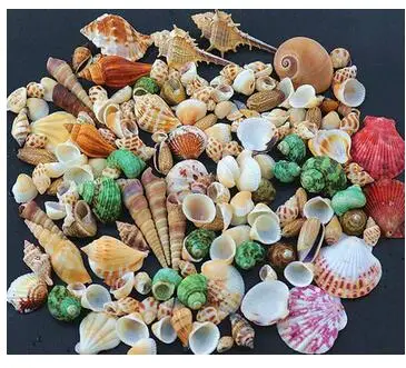 

130PC Conch shell starfish Platform fish tank ornament for ornamental crabs Hand frame DIY drifting bottle for punched children