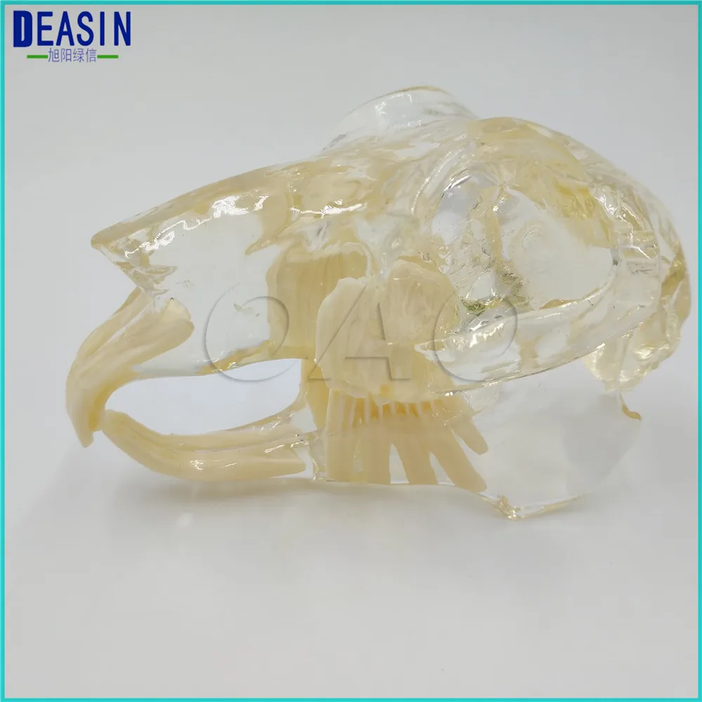 Модель для кошек, собак, кроликов, зубных зубов, черепов, челюстей, костей, прозрачное решение, обучающая ветеринарная модель животных - Цвет: rabbit