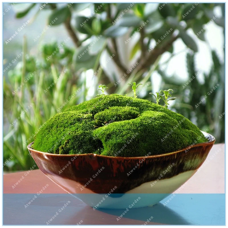 

ZLKING 100 Pcs Hot Sale Live Resurrection Plant Rose Of Jericho Dinosaur Plant Air Fern Spike Moss