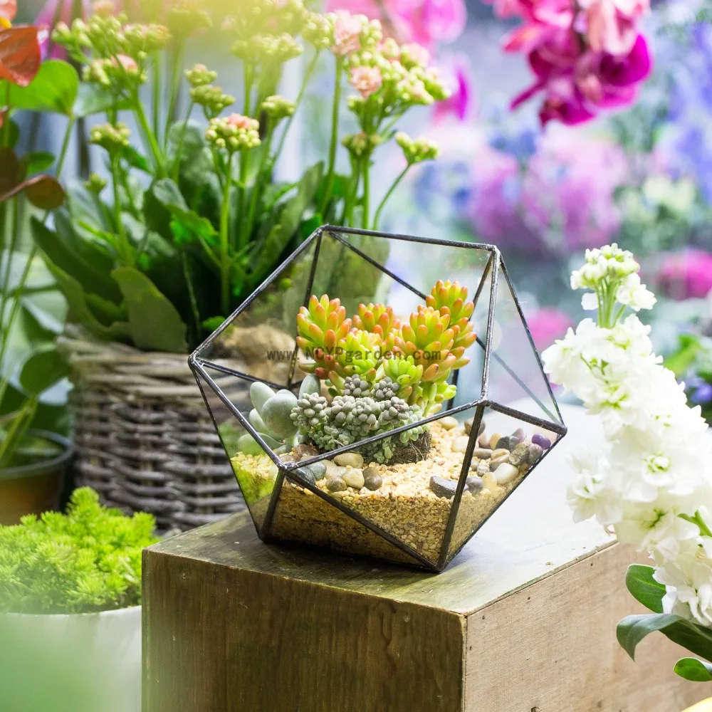 Us 29 38 Desktop Bowl Shape Flower Pot Table Centerpiece Vase Garden Plants Succulents Planter Flowerpot Bonsai Geometric Gl Terrarium In Us 29 38 Desktop Bowl Shape Flower Pot Table Centerpiece Vase Garden Plants Succulents Planter Flowerpot Bonsai Geometric Gl Terrarium In