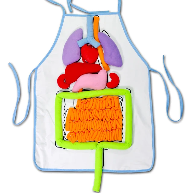  US $20.31  Body Internal Organs Toys Decomposition Diagram of Human Organs Educational Appliance Child Stereo 