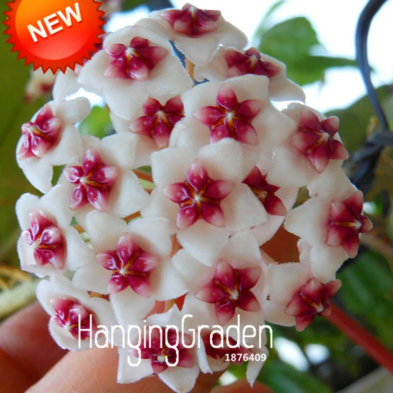 Горячая Распродажа! Hoya flores, горшечные цветы бонсай растения Hoya plantas, Орхидея Плант DIY домашний сад 100 частиц/мешок,# J6PXSH