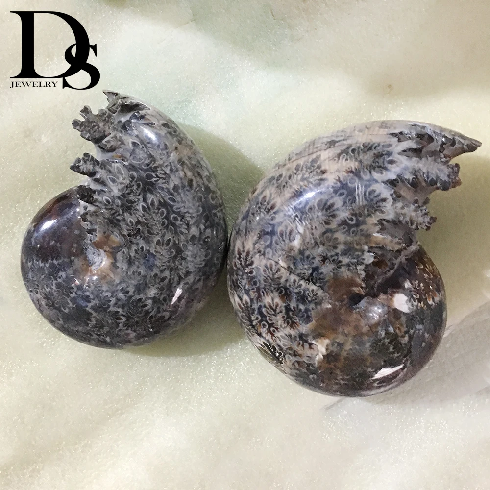 

300-400g Natural Ammonite Snail Fossil Minerals Specimen Ocean Conch Madagascar For Home Decoration Gift