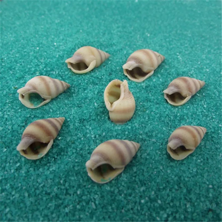 Natural Mini conch shells flower m spiral pointed mouth small conch