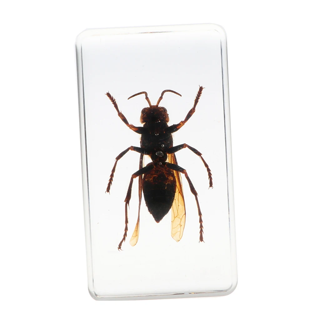 Настоящее насекомое образец Wasp в прозрачном Paperweight 7 5x4x2 5 см|Юный биолог| |