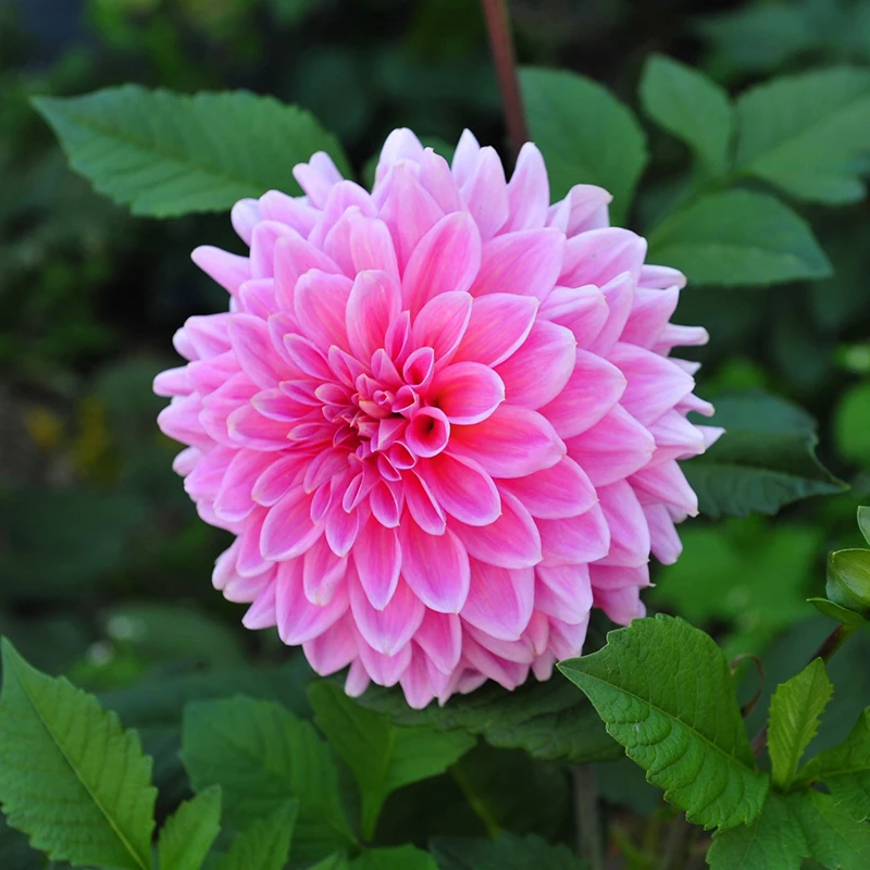 100 pieces World Famous Flower Dahlia of Perennial Garden flowers Is