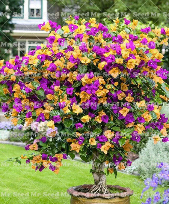 

50 Pcs/Bag Mixed Color Bougainvillea Spectabilis Willd Bonsai Plant Family Garden Bougainvillea Potted Plant Garden Flower