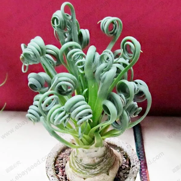 latifolia spring grass bonsai seed albucanamaquensis succulents plant grass seed in spring