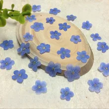 100 pcs Secas Prensadas Myosotis Sylvatica Forgetmenot Para Resina Epóxi Pendente Colar de Jóias Fazendo Artesanato DIY Acessórios