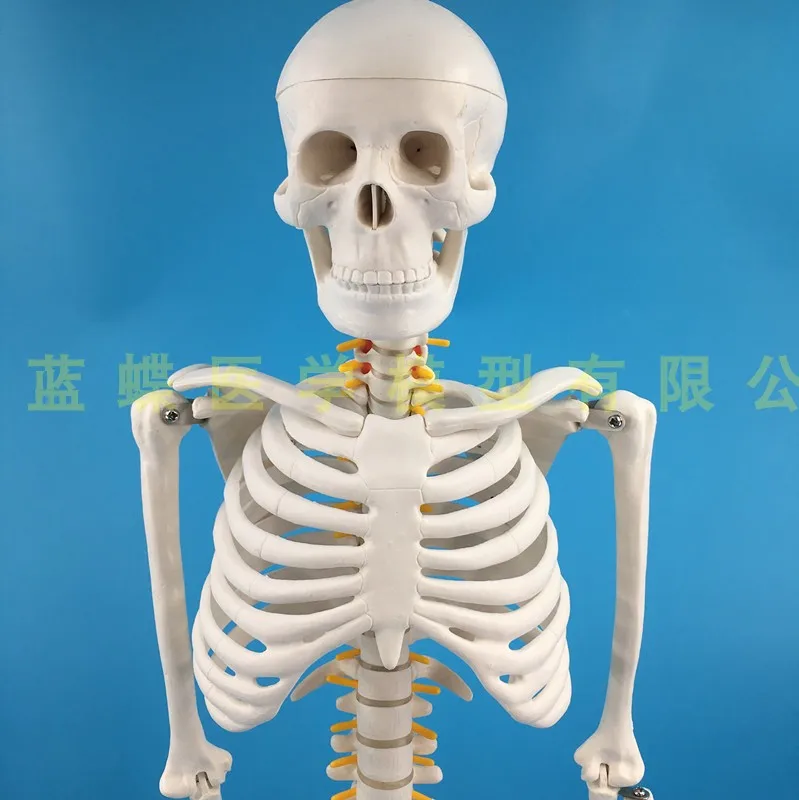 Модель скелета 85 см модель человека с мышечной системой позвоночника, медицинские Обучающие, развивающие оборудование Скелет