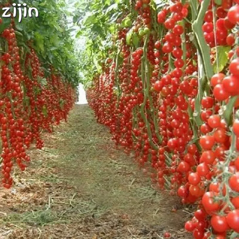 

100pcs climbing Tomato edible Tomato bonsai Vegetable plants food bonsais pot home garden planting