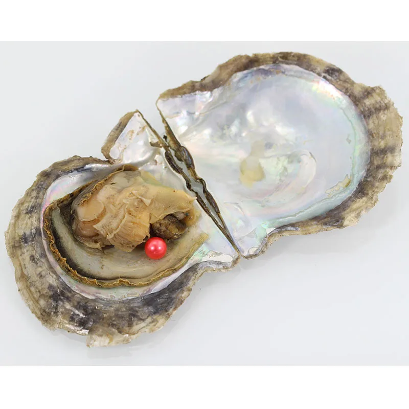 Пресноводный Культивированный Жемчуг oyster с AAA классом 7 8 мм розовый красный