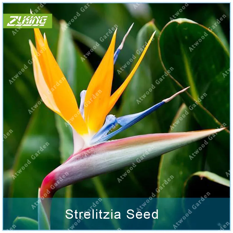 

100pcs Charm Strelitzia Bonsai Evergreen Garden Decoration Perennial Plant Interesting Flower Like Flying Birds