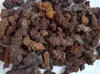WHOLESALE PRICE! 2.2LB LARGE COPROLITE zed Dinosaur Poop Specimen 3