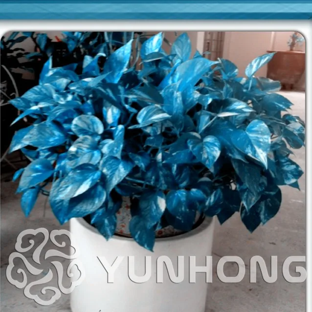 

50PCS Chinese Mix Rare Epipremnum Aureum Bonsai Beautiful Plant Bonsai Houseplant DIY Home Garden Decoration Big Sale!