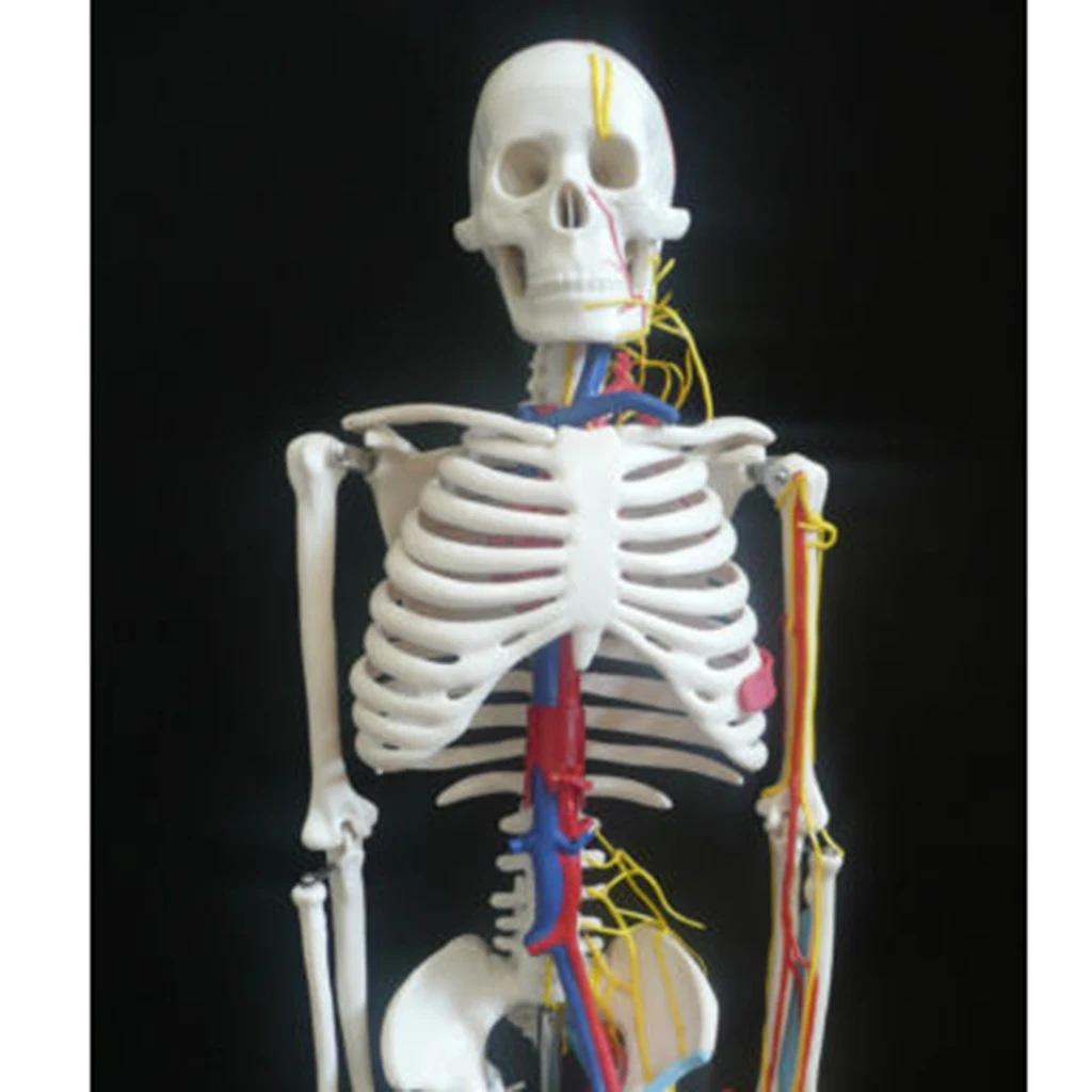 42cm Human Children Body Skeleton Model & 85cm Skeleton Bone Model with Heart Vessel School Anatomical Models Teaching Aids