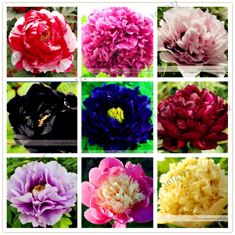 10 отзывов на Пион (Nellie Saylor) корни в торфе от покупателей OZON