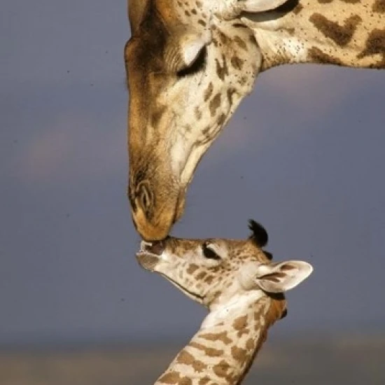Giraffe  Masai Mara  Kenya Poster Print by Marilyn Parver (24 x 36)