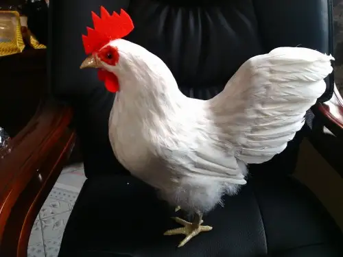 cazzo duro bianco