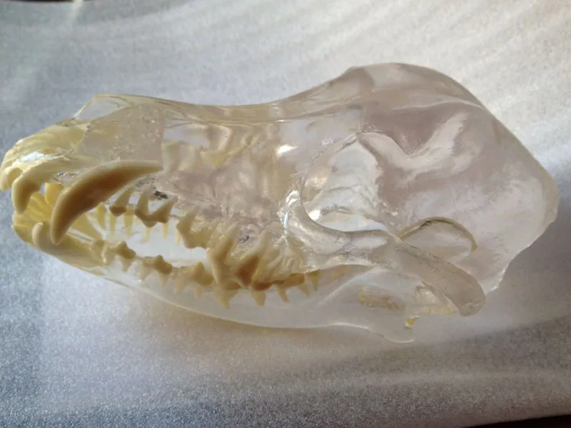 Dog Dentition 3