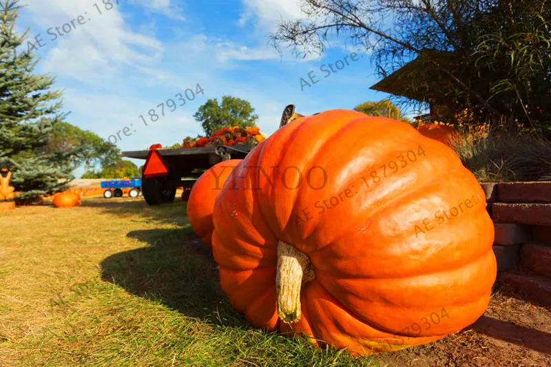 

Big Sale!20Pcs giant pumpkin bonsai halloween pumpkin organic garden Vegetables Nutrient-rich food NON-GMO Edible plants for hom