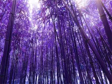 

200 pcs seeds/pack easy grow Fresh Giant Moso Bamboo Colourfu bonsais for DIY Home Garden Plant * Best Organic