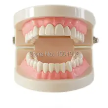 Стоматологическая модель зубного протеза десны стандарт audlt модель зубов медицинский обучающий инструмент зубы модель учебный инструмент