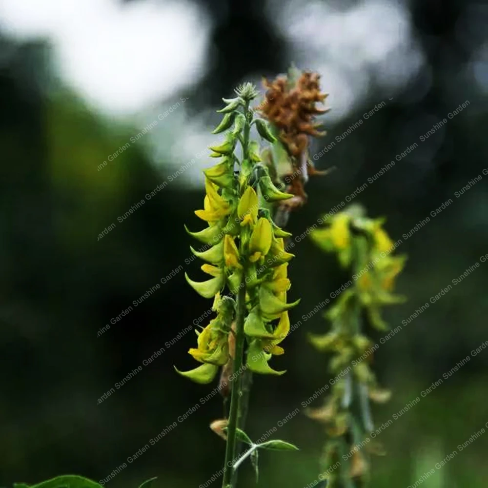 20 шт. Редкие кротальария Juncea бонсай красивые цветы натуральный многолетний сад декоративные растения Crotalaria Pallida cunninghamii 20 шт. Редкие кротальария Juncea бонсай красивые цветы натуральный многолетний сад декоративные растения Crotalaria Pallida cunninghamii