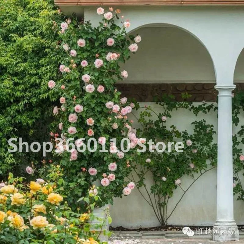 بيع كبيرة! 100 قطعة الأرجواني فلامنغو العرف (Celosia السفواء) Plantas بونساي زهرة Floresling أصائص زرع ل حديقة ديكور