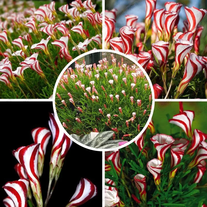 

Rare Oxalis Flowers bulbs color rotary Oxalis versicolor bulbs For Garden
