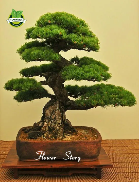 35pcs/Bag Japanese Pine Tree Seeds bonsai flower easy growing  DIY home garden bonsia Free Shipping