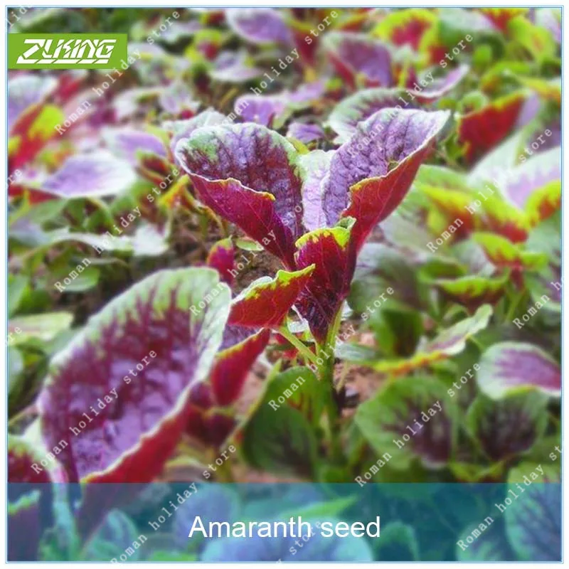 

100pcs Amaranth Vegetable Bonsai Plants For Home Garden Colorful Easy Life HerbGardening Planters