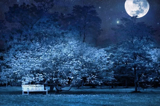 diy frame night bench park trees stars full moon sky light darkness